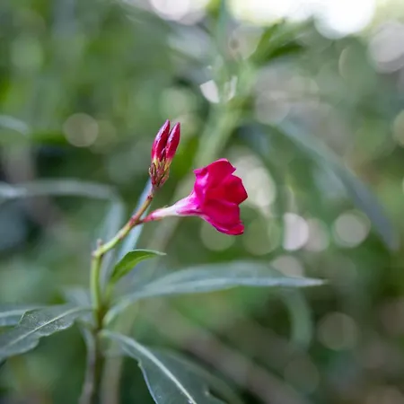 Daire Sunbird Budapeşte